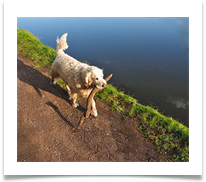 SOLITARY DOG - Steve Hodson